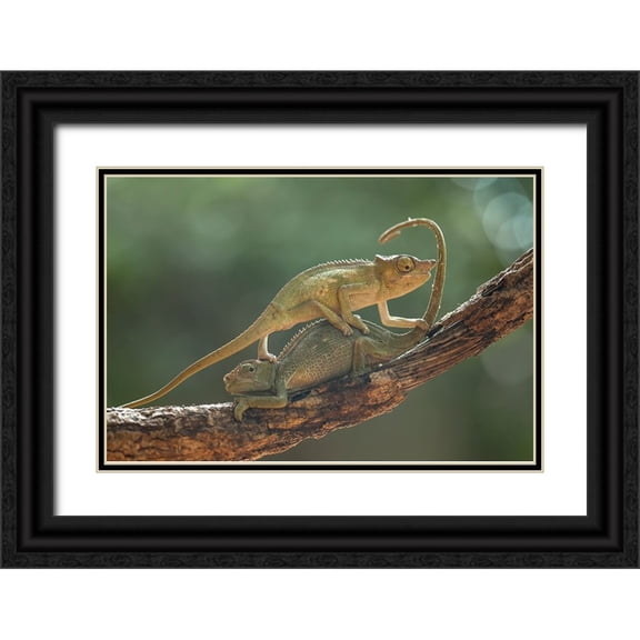 Gapur Dayak, Abdul 14x11 Black Ornate Wood Framed with Double Matting Museum Art Print Titled - I Am Sorry My Bro