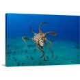 thumbnail image 1 of Great BIG Canvas | "Hawaii, Day Octopus (Octopus Cyanea)" Canvas Wall Art - 36x24, 1 of 2