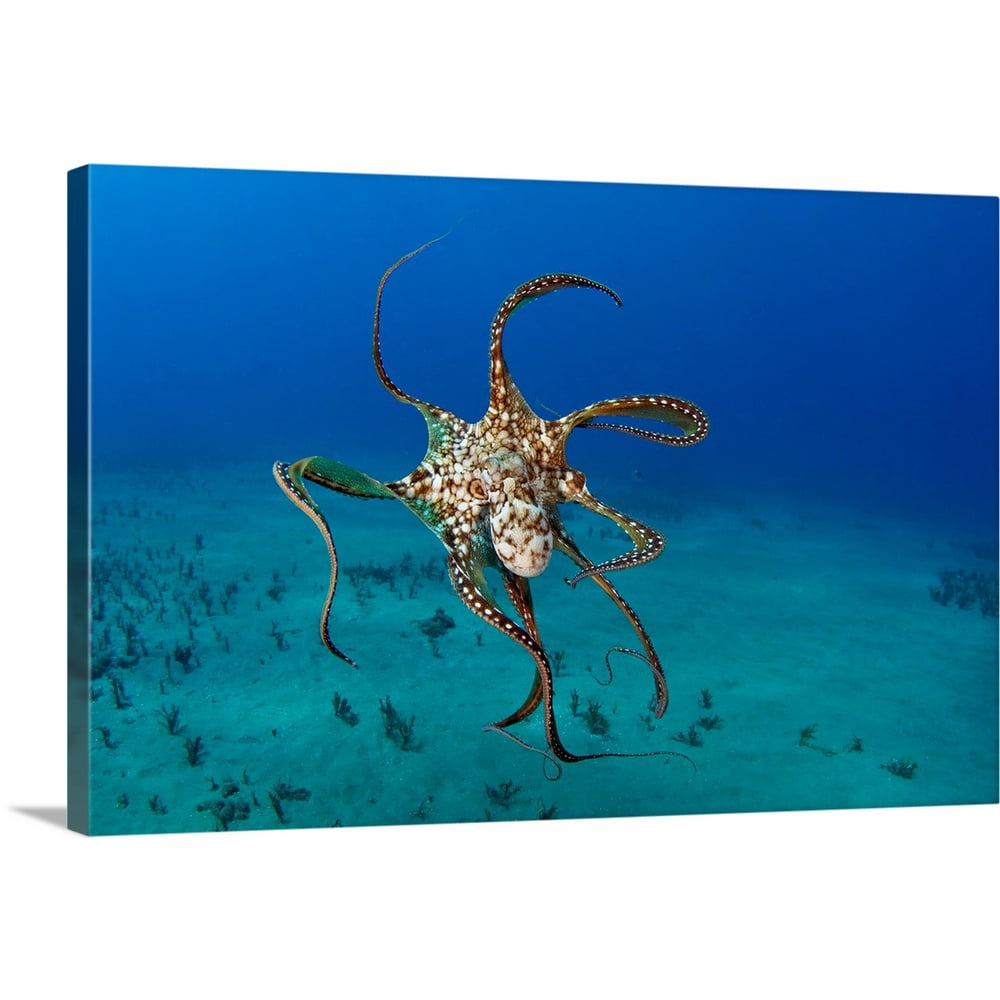 Great BIG Canvas "Hawaii, Day Octopus (Octopus Cyanea)" Canvas Wall