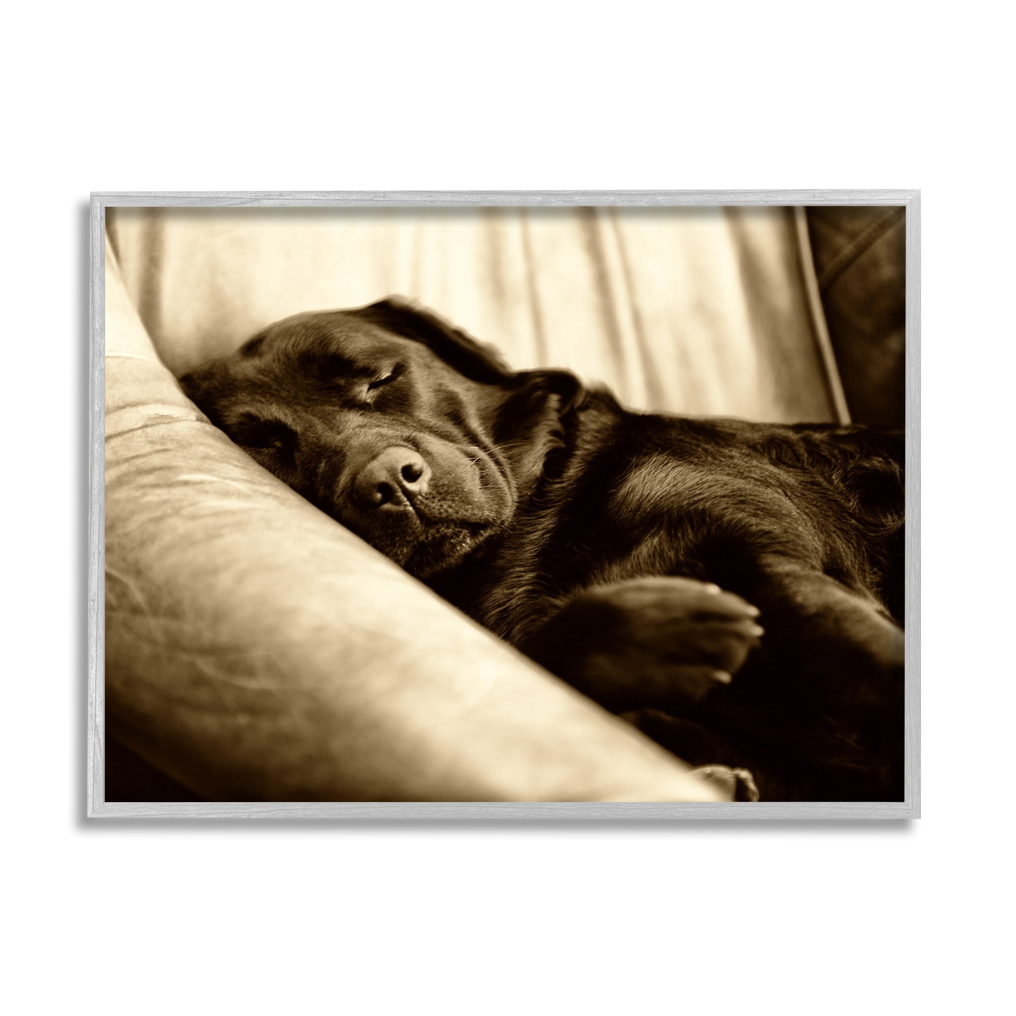 Stupell Industries Cuddling Labrador Dog Sleeping Cozy Sepia Photography Photograph Gray Framed Art Print Wall Art, Design by James Dobson
