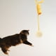 thumbnail image 4 of Juguete para gatos perfecl Pelota de Peluche Amarillo, 4 of 8