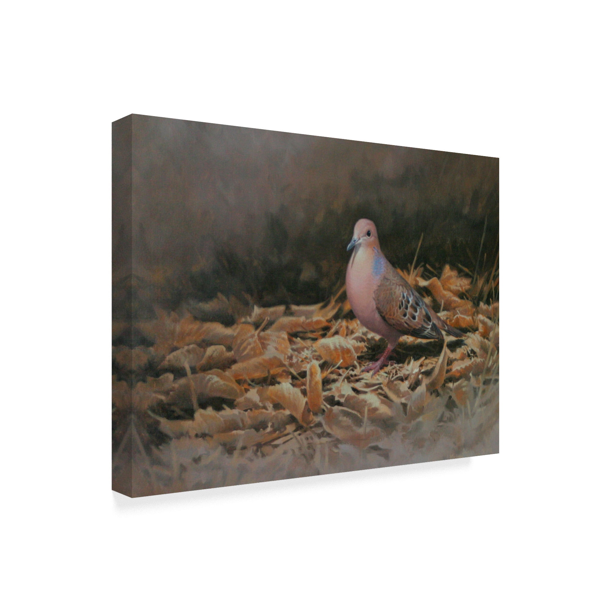 Trademark Fine Art 'Mourning Dove' Canvas Art by Michael Jackson