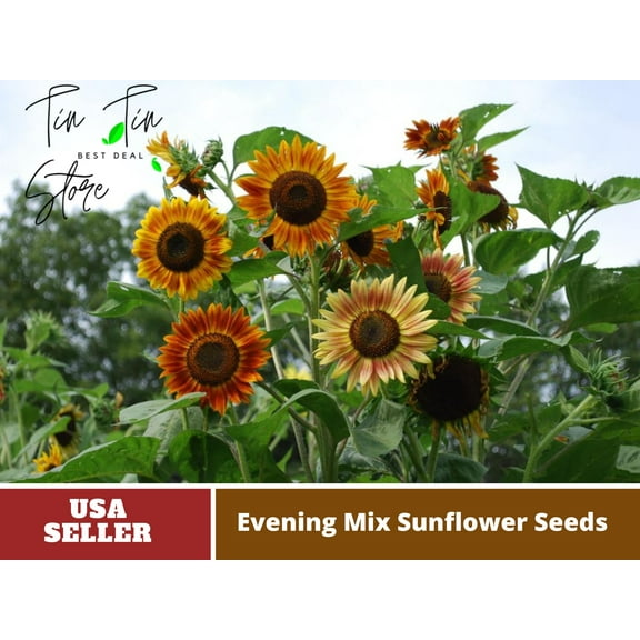 25  Seeds| Evening Colors Sunflower Seeds For Planting In The Garden#E030 [BUY 3 GET 1 FREE ]