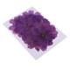 thumbnail image 1 of 20 piezas 4-10cm Coreopsis púrpura flor seca adornos de álbum de recortes para decoración de uñas decoración de resina fundición DIY adorno h Soledad Flores secas prensadas naturales, 1 of 5