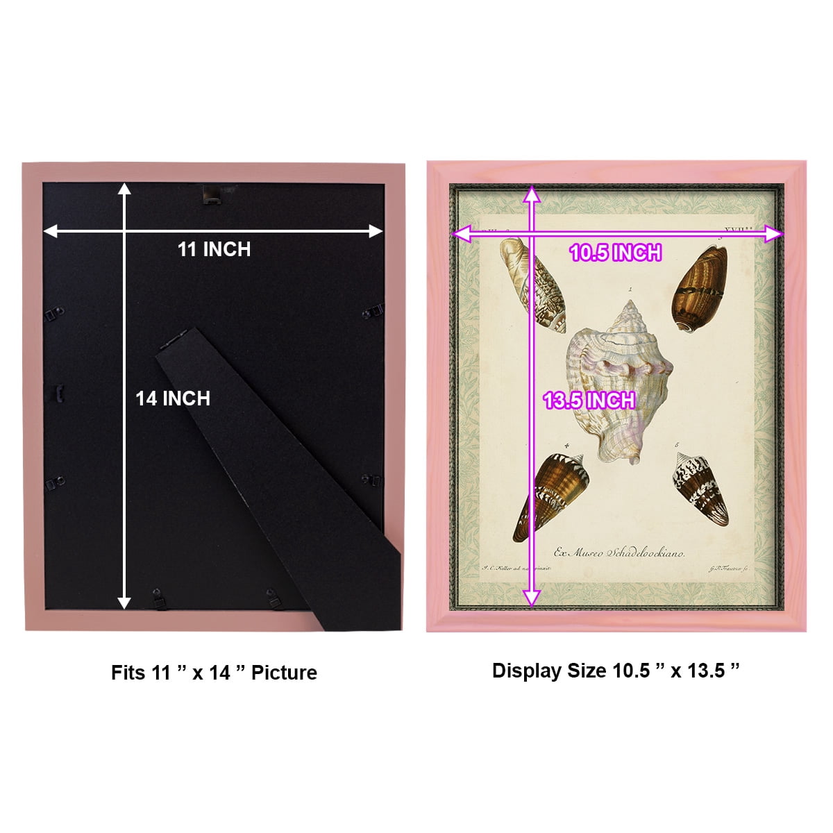 Bookplate Shells IV - Framed Print w/glass - Sunset Pink