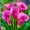 C, variant on Calla lily, Low Maintenance - Easy Grow - Ideal for Beds Borders, Plant Pots & Planters