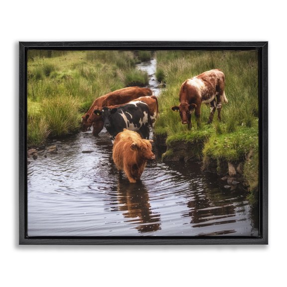 Stupell Industries Farmhouse Rural Cattle Enjoying Stream Water Between Grassland Black Floating Frame Canvas Art, 31 x 25, by James Dobson
