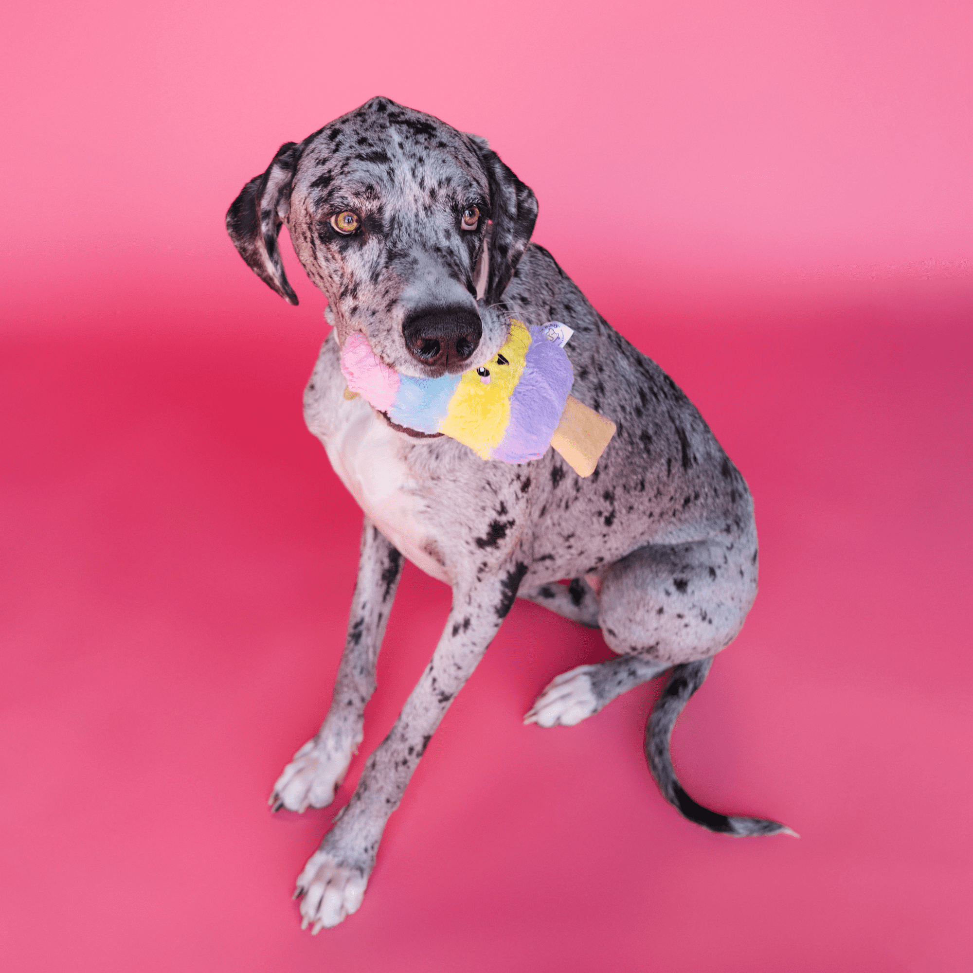 Bundle x Joy Poppin Popsicle Plush for Dogs with Squeaker, Crinkle & Softness for Added Joy