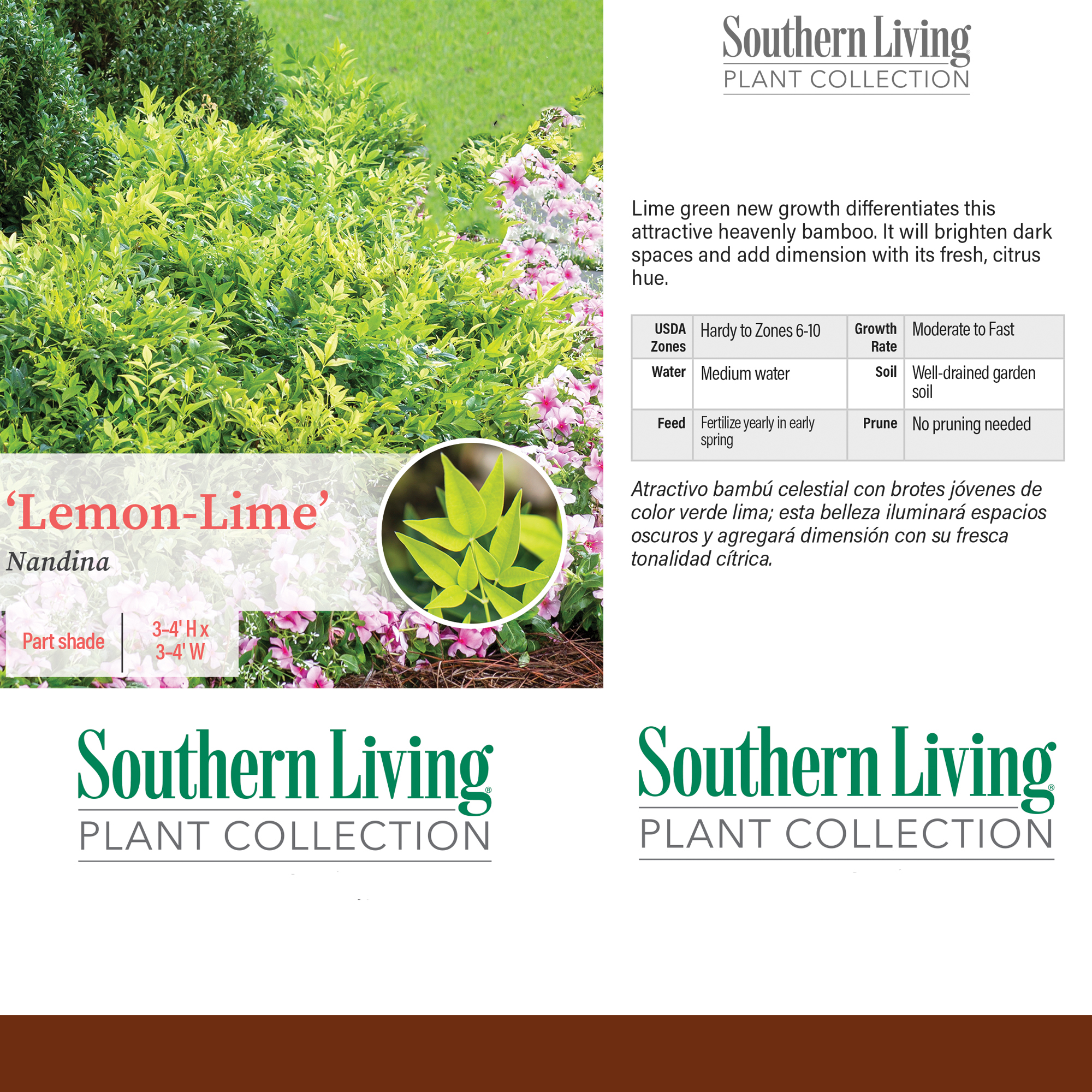 Southern Living Lemon Lime Nandina Live Shrub in 1-Gallon Grower Pot