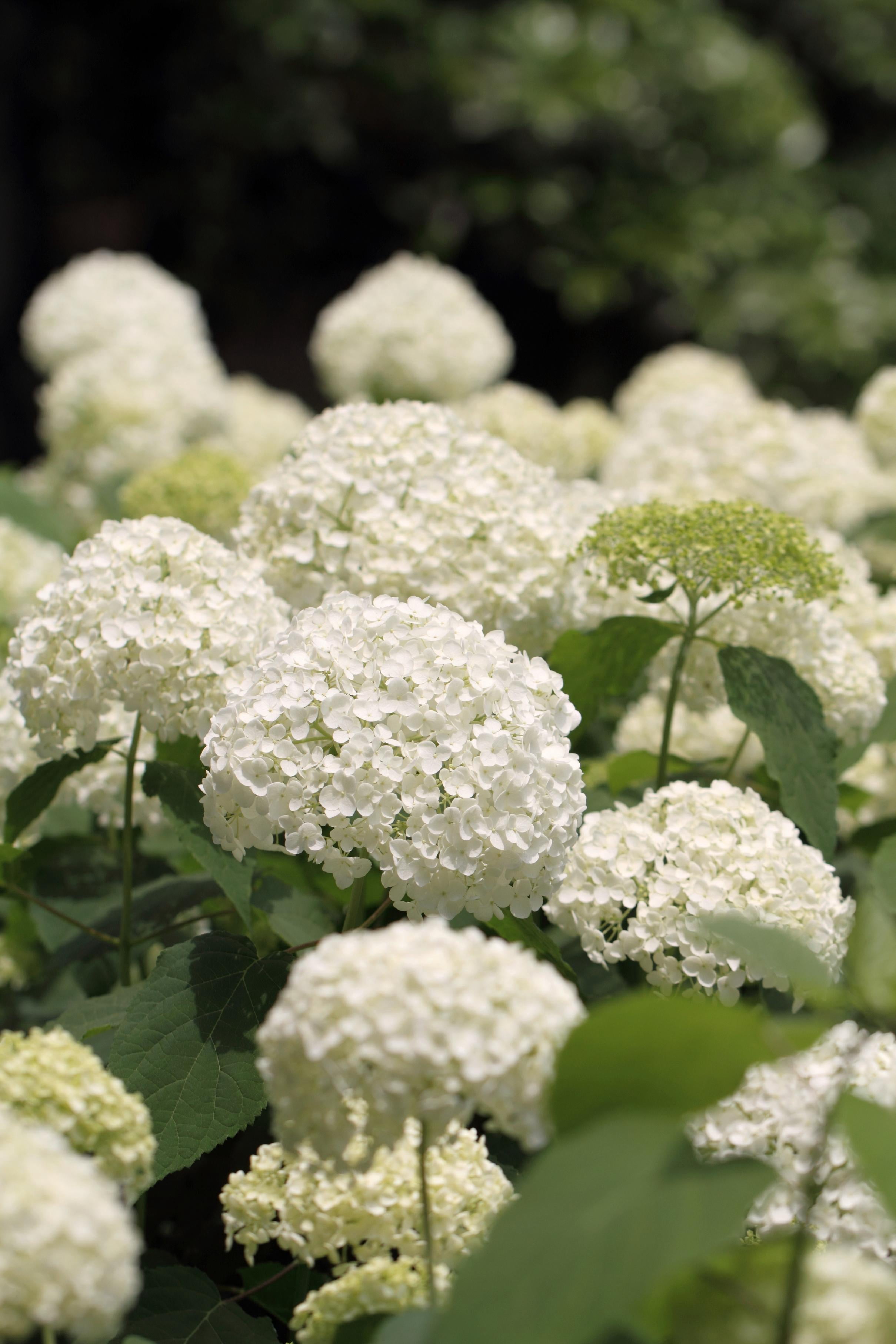 2 Gallon Annabelle Hydrangea