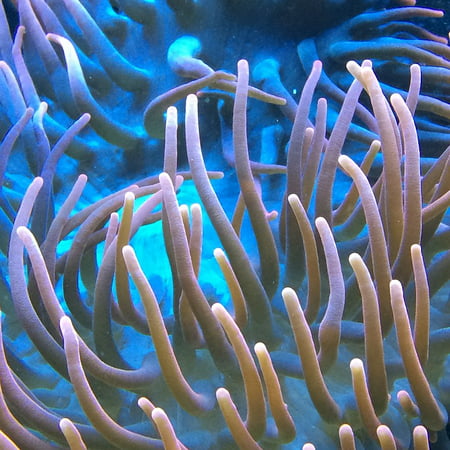 LAMINATED POSTER Water Sea Animals Aquarium Reef Anemone Fish Poster Print 24 x (Best Anemone For Reef Tank)