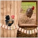 thumbnail image 4 of 1 escalera de madera para gallinas, columpio para gallinas, percha para aves, aves de corral y gallos., 4 of 7