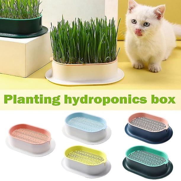 Bandeja para macetas hidropónicas con hierba para gatos, caja de plástico para hierba gatera para gatos, caja para cultivar hierba para gatos sin tierra, bandeja para bocadillos para gatos