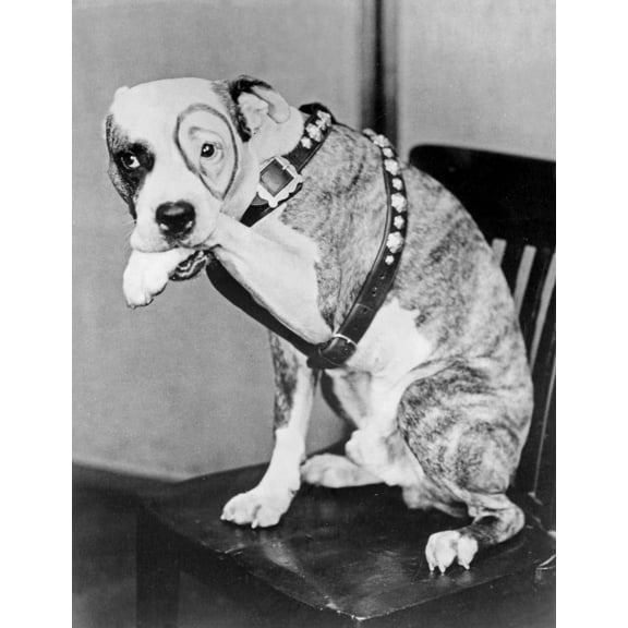 Our Gang dog Photo Print (24 x 30)