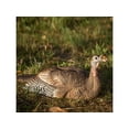 thumbnail image 2 of Dave Smith Decoys DSD Mating Hen Turkey Decoy, 2 of 2