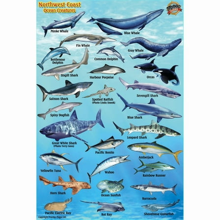 Franko Maps Pacific Northwest Mini Fish ID-Card