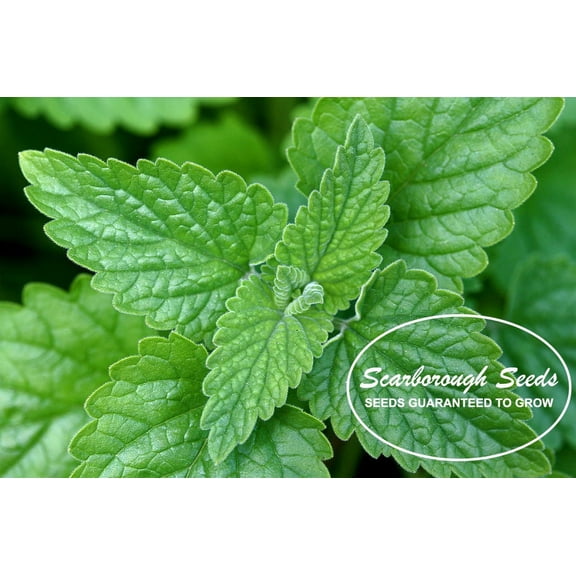 SCARBOROUGH SEEDS Catnip - 500 Seeds - Heirloom NON-GMO Herb