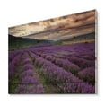 thumbnail image 2 of Designart 'Lavender Field At Sunrise I' Farmhouse Print on Natural Pine Wood, 2 of 5