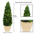 thumbnail image 2 of BOXWOOD WORLD Preserved Boxwood Cone Topiary in Planter Home Decor Farmstyle Natural Green Indoor Decor, 2 of 7