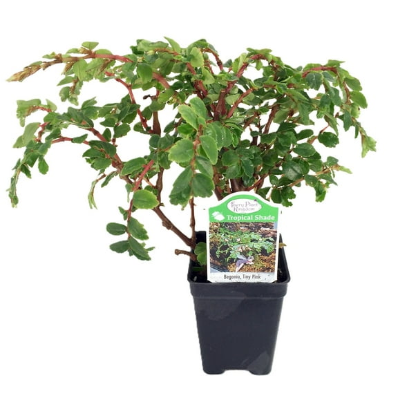 Tiny Pink Begonia Plant - 2.5" Pot - Terrarium/Fairy Garden/House Plant