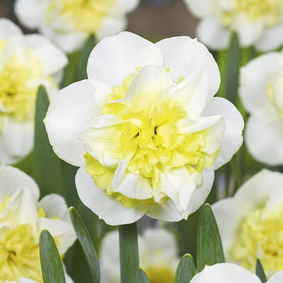 TASC Narcissus Flower Bulbs-Narcissus Double Amira (10 Bulbs)