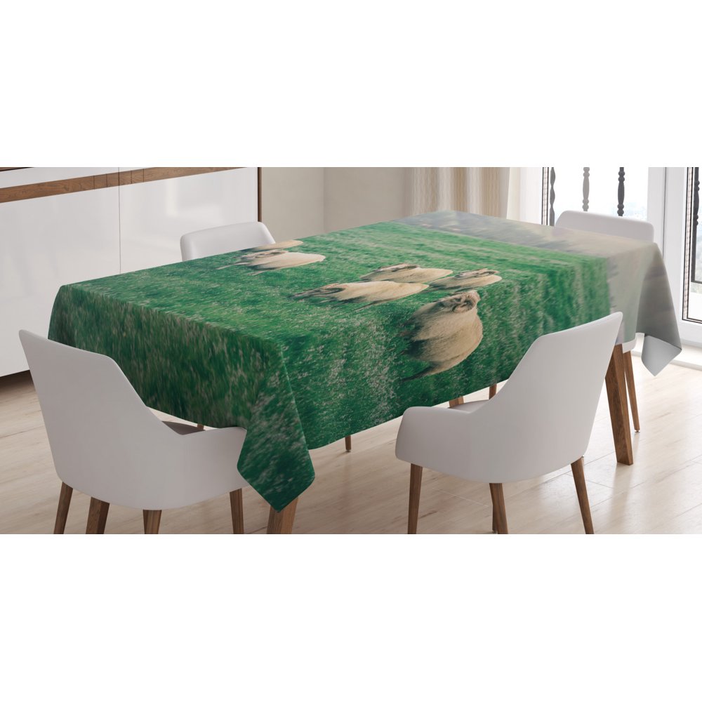 Farm Animal Tablecloth, Husbandry Themed Photo with Sheep Grazing on Grass in Iceland Nature