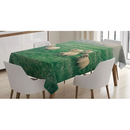 

Farm Animal Tablecloth Husbandry Themed Photo with Sheep Grazing on Grass in Iceland Nature Rectangular Table Cover for Dining Room Kitchen 52 X 70 Ecru and Fern Green by Ambesonne