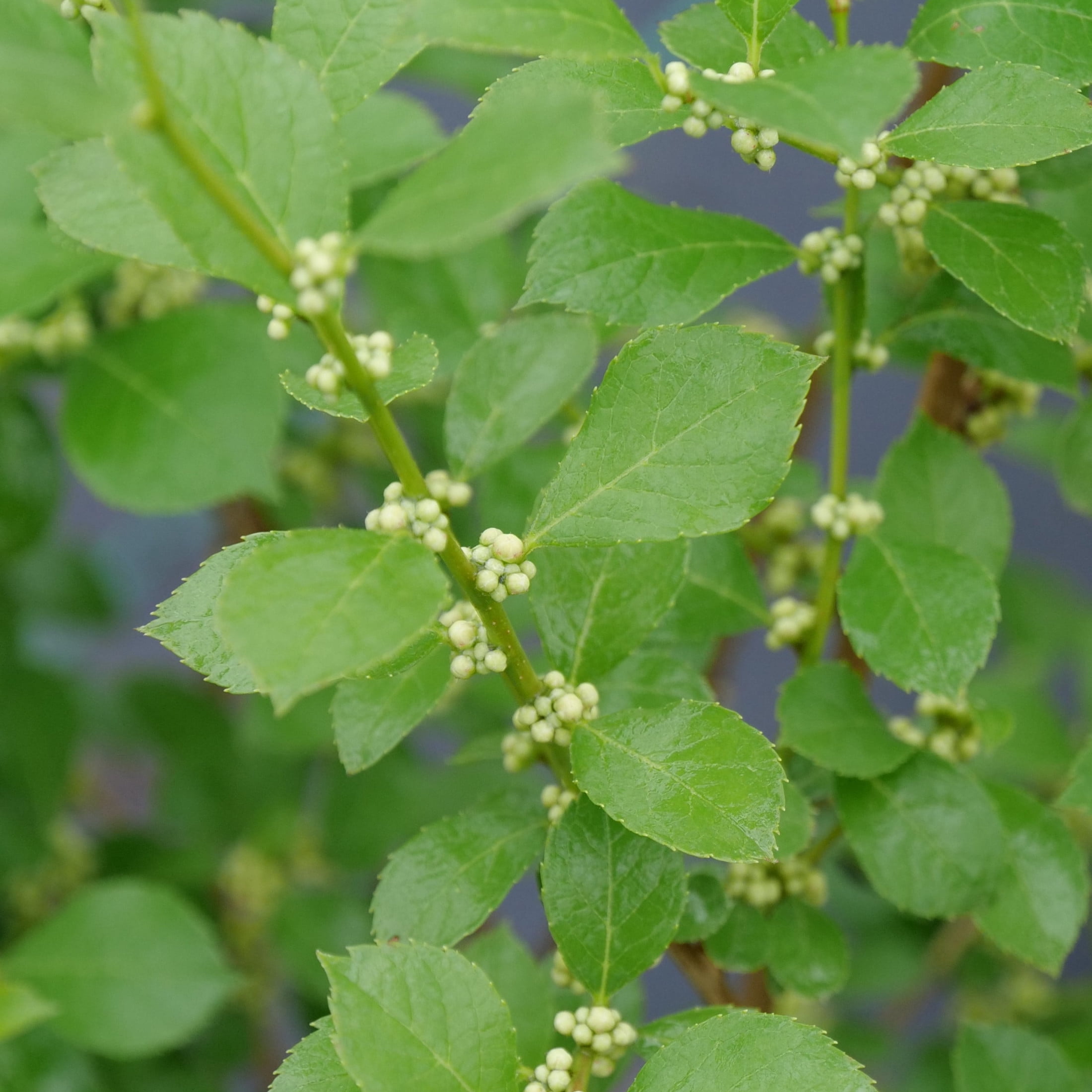 Proven Winners ColorChoice 5" Mr. Poppins Winterberry Live Plant in 4.5" Pot (4 Count)