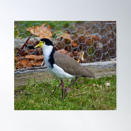 Lapwing ~ Masked Lapwing Zw6Alff4 By David Irwin Poster Wall Art, Modern Wall Decor For Living Room Bedroom, 8x12 UNFRAMED