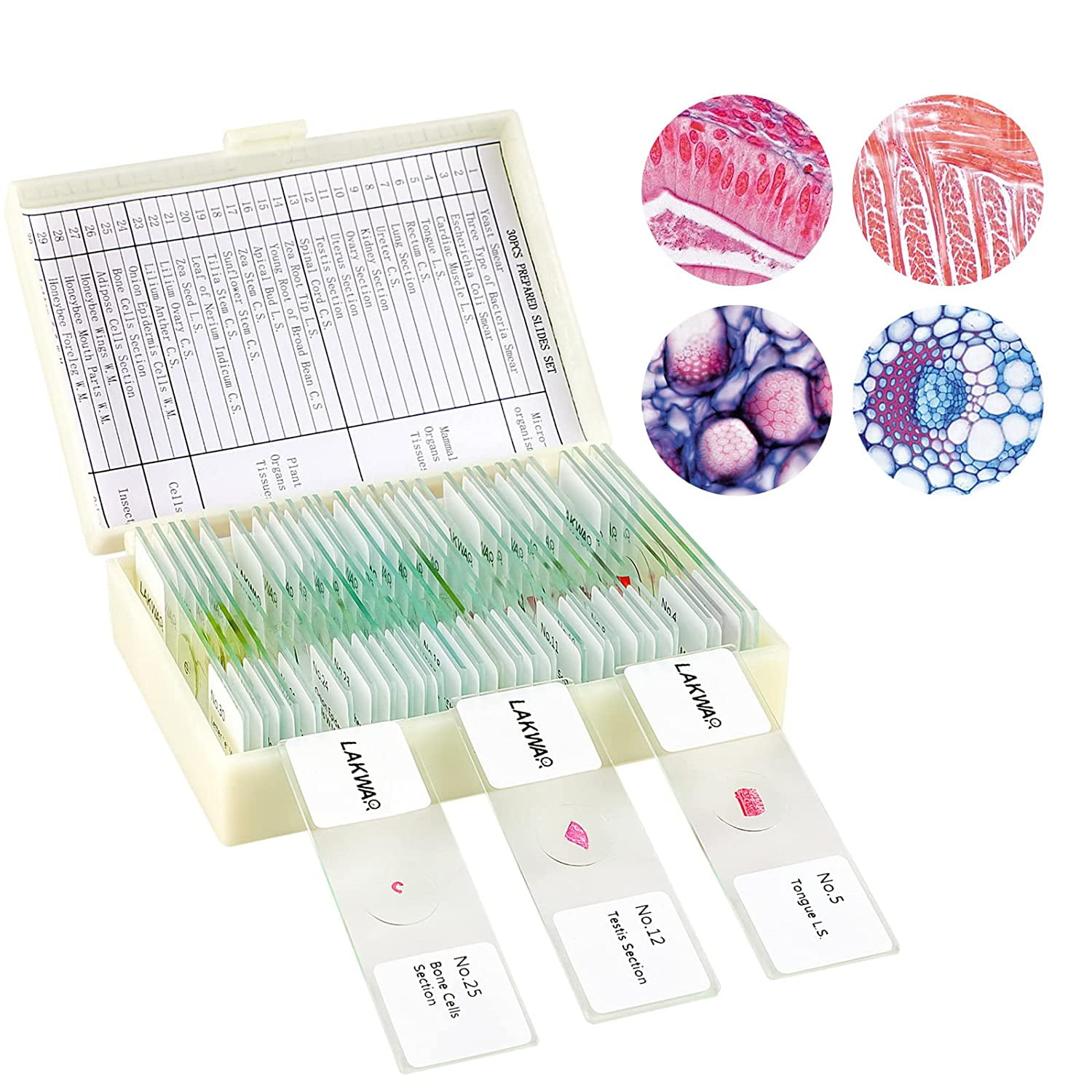 BEBANG 30 Microscope Slides with Specimens for Kids, Prepared