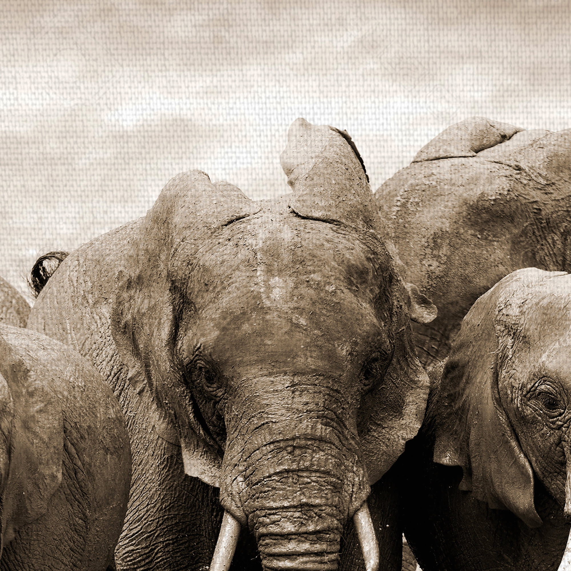 Masterpiece Art Gallery Sepia Herd Elephants By Belle Maison Canvas Art Print 24" x 36"
