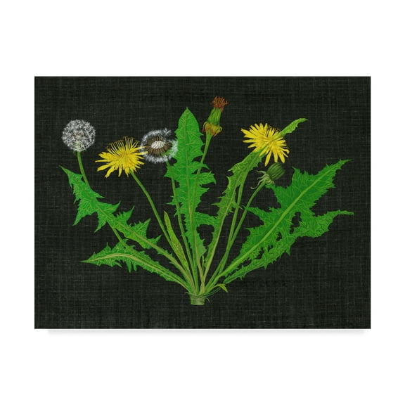 Trademark Fine Art 'Wild Dandelion I' Canvas Art by Melissa Wang