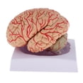 thumbnail image 3 of Herramienta de Enseñanza de Estudio Modelo de cerebro desmontado Sunnimix Modelo de nervio cerebral humano, 3 of 8