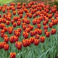 thumbnail image 5 of Garden State Bulb Triumph Verandi Tulip Flower Bulbs, 12/+ cm (Bag of 50), 5 of 8