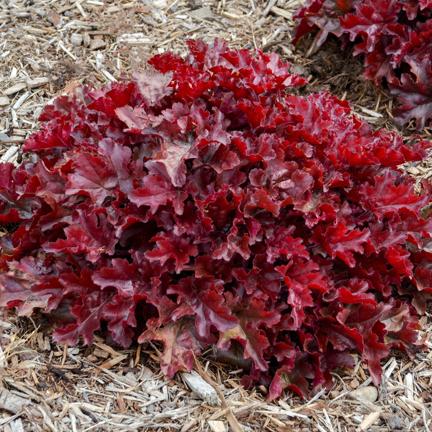 Proven Winners 5" Red Dolce 'Cherry Truffles' Coral Bells Live Plant in 4.5" Pot