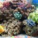 thumbnail image 5 of 300 piezas coloridas coloridas guijarros de pescado brillantes patio piedras luminosas decorativas, 5 of 6