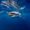 Navy 05, variant on Erosebridal Girls Marine Sharks Twin Quilt Set, Sea Animals Twin Coverlet Set, Black Blue, 2-Piece