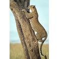 thumbnail image 2 of Roshkumar 23x32 White Modern Wood Framed Museum Art Print Titled - Leopard In Africa, 2 of 4