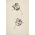thumbnail image 3 of Jan Jansz. van der Vinne 13x18 Black Modern Framed Museum Art Print Titled - Two White-Red Tulips (1744), 3 of 5
