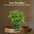 thumbnail image 5 of American Plant Exchange Arabica Coffee Plant, 4-Inch Pot 3 Pack, Deep Green Foliage, Live Fruiting Houseplant, 5 of 7