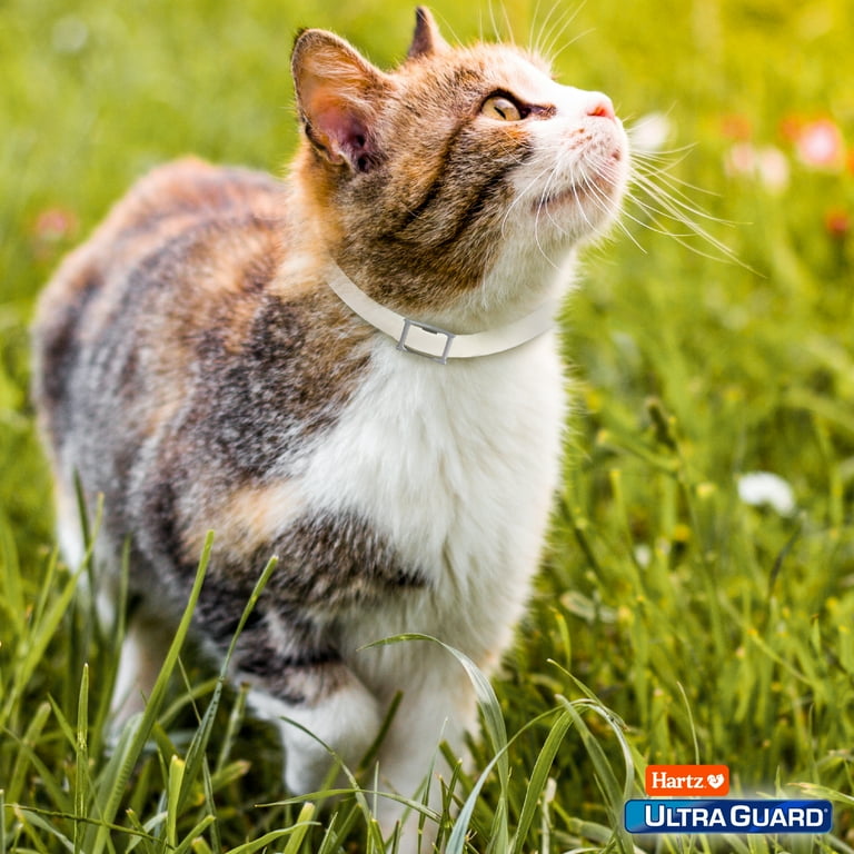 Flea collar for kittens cheap walmart