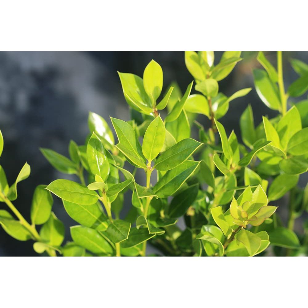 3 Gal. Needlepoint Holly - Great Evergreen Privacy Hedge - Walmart.com