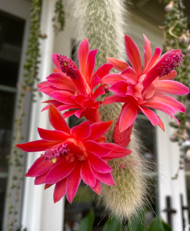 Monkey Double Tail Cactus Live Plant for Planting, Rare Trailing Cactus Succulent Plant for Indoor Outdoor in 2 Inch Pot