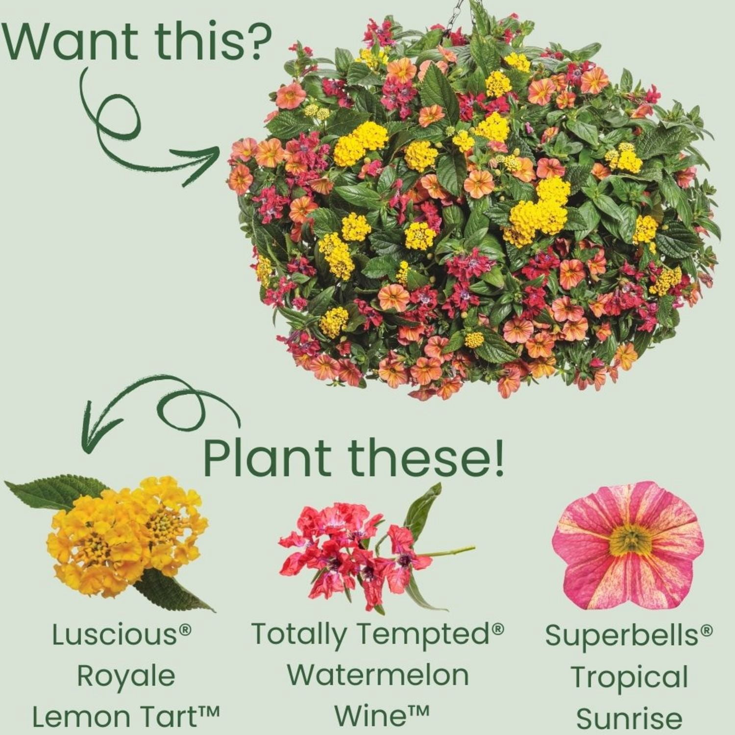 Proven Winners 4" Yellow Luscious Royale Lemon Tart Lantana Live Plant in 4.25" Pot (4 Count)