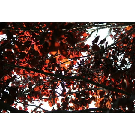 - LAMINATED POSTER Sky Flowering Plum Tree Plum Leaf Red Leaves Tree Poster Print 24 x 36