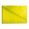 thumbnail image 1 of Cuadro decorativo - 22, Andrés Blásquez 135x90 Canvas Lab Botánica, Naturaleza, 1 of 2