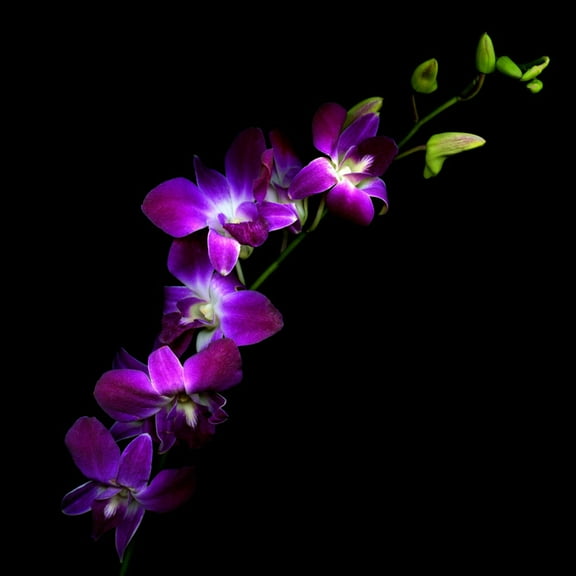 Art.com Purple Dendrobium Orchids Photographic Print by Magda Indigo, 30" x 30"