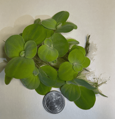 6 Kind Of Live Floating Aquarium Plants Combo for Fish Tank, Freshwater Aquarium Floating Plants Pack, Easy Live Aquatic Plants for Betta Shrimp Goldfish Tank