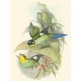 thumbnail image 3 of Gould, John 19x24 Black Modern Framed Museum Art Print Titled - Small Birds of Tropics I, 3 of 5