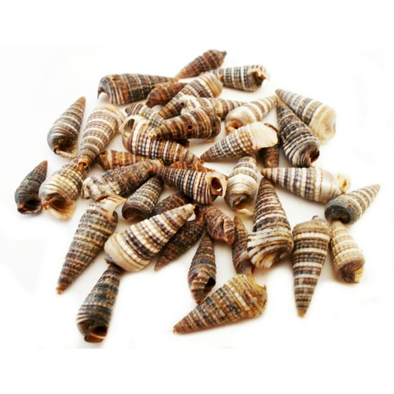 1/2 Lb Baggie of Small Cerithium Sulcata ("Screw") Shells Seashells 1/2" - 1" size for Crafts and Beach Cottage Decor